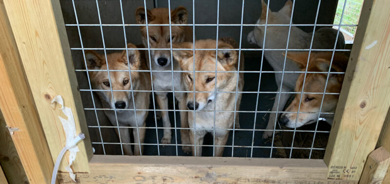 a group of dingoes in a zoo enclosure
