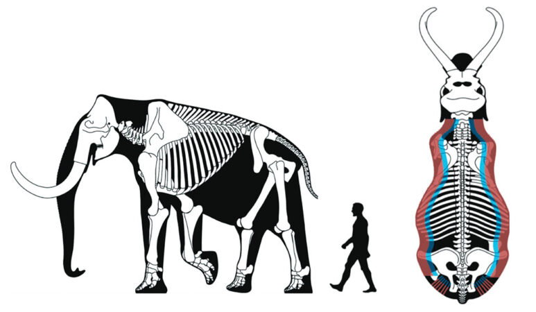 diagram showing an a mammoth skeleton next to a human for scale and another view of a mammoth showing clovis point penetration depths