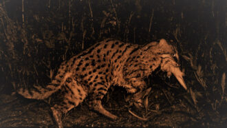 camera trap image of a fishing cat with a fish in its mouth