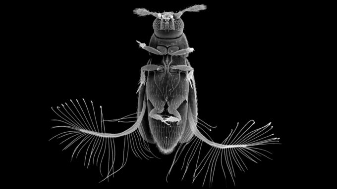 black and white image of a Paratuposa placentis beetle