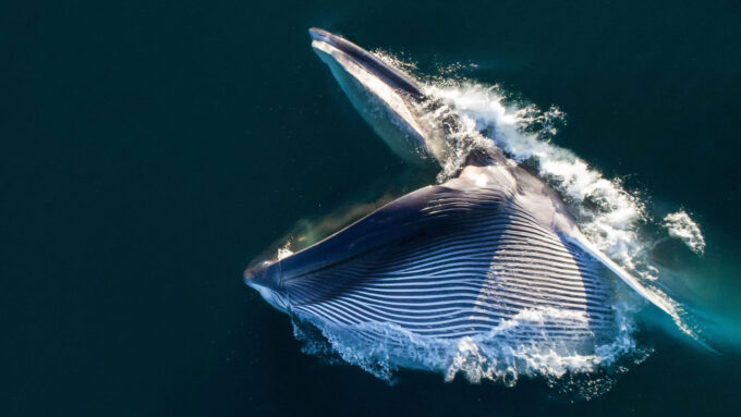 aerial photo of a fin whale breaching the ocean surface with its mouth open