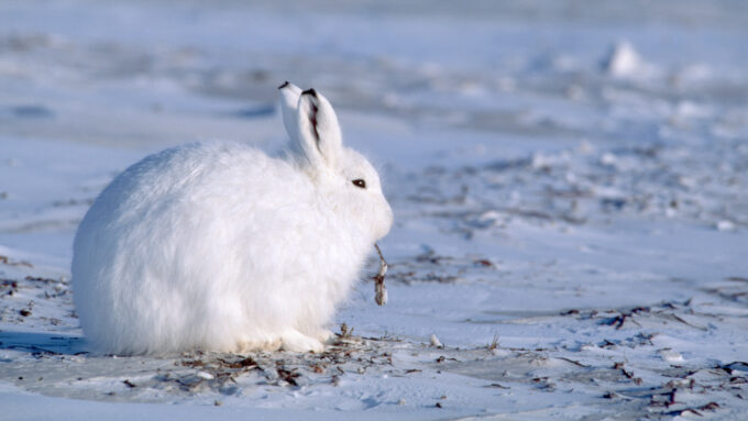 an Arctic hare standing in a snowy landscape