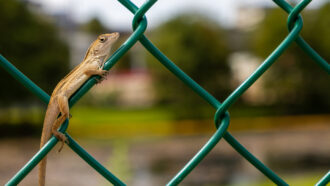 an anole clinging to a wire fence