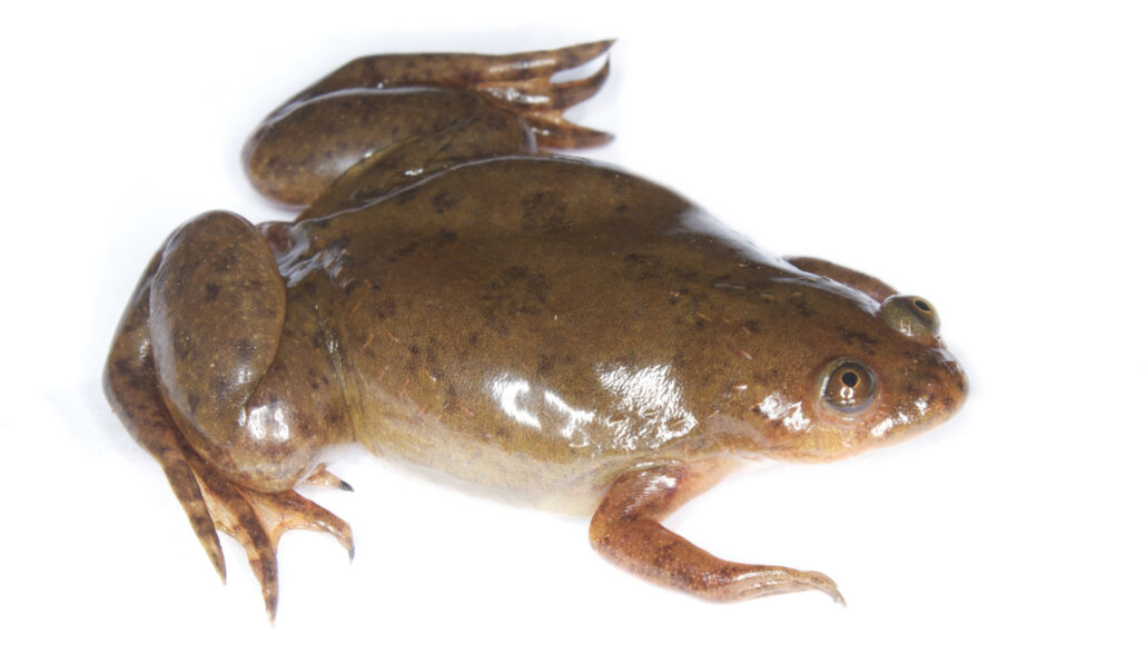 Adult African clawed frog