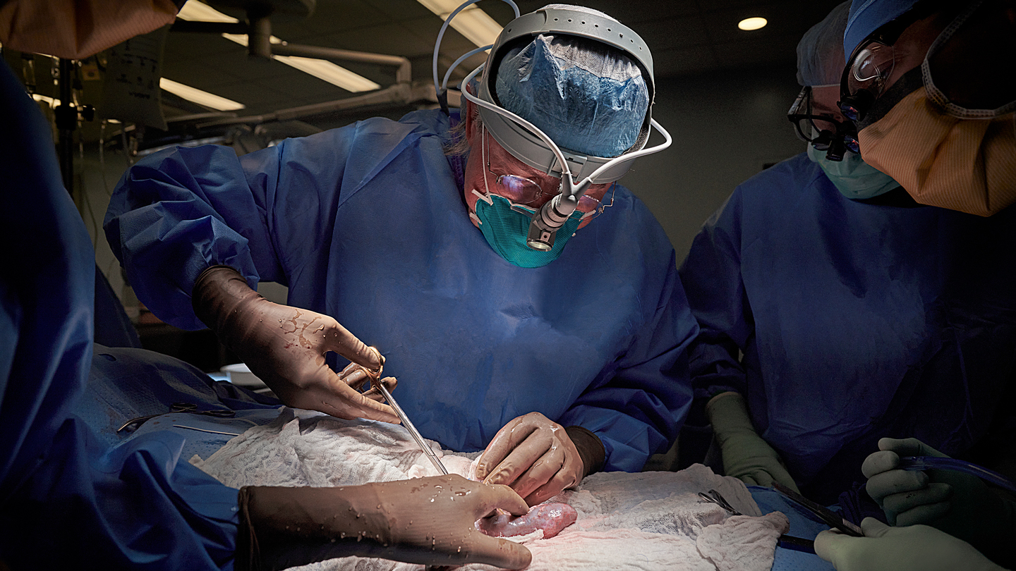 Will animal-to-human organ transplants overcome their complicated history?