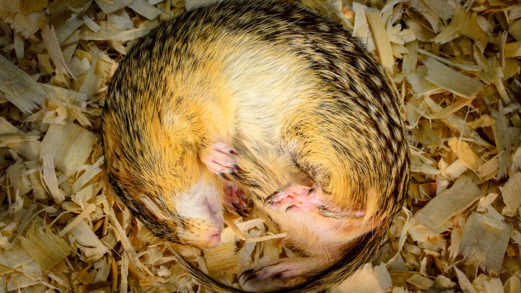 a thirteen-lined ground squirrel curled up into a tight ball