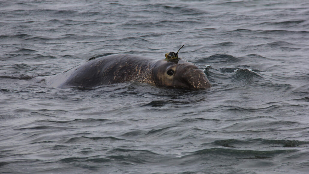 male northern elephant seal