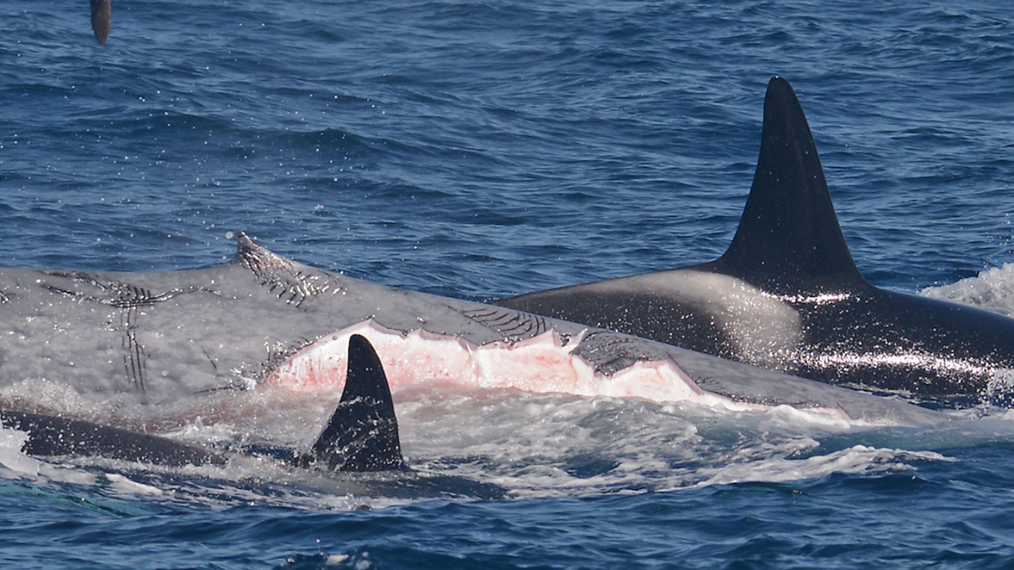 A pod of orcas stripped the flesh off this blue whale calf’s flank during a...