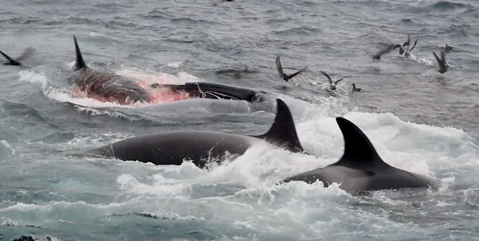 Foto von Killerwalen, die einen Blauwal angreifen