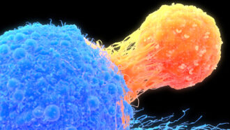 image of a T cell attacking a cancer cell