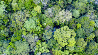 an aerial view of a forest