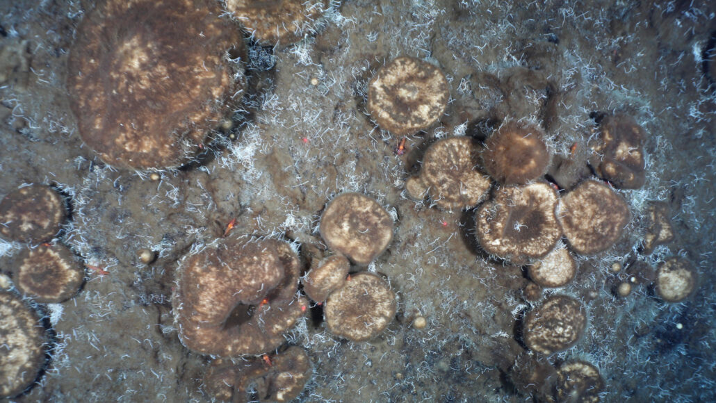 a group of Arctic sponges