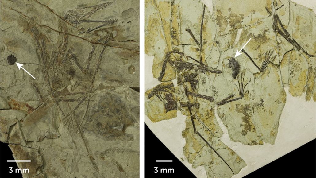 images of adult and juvenile pterosaur fossils with arrows pointing to fossilized gastric pellets