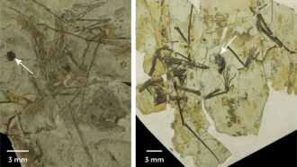 images of adult and juvenile pterosaur fossils with arrows pointing to fossilized gastric pellets