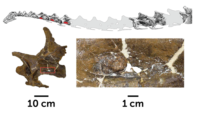 diagramma che mostra le vertebre di dinosauro e un primo piano delle lesioni