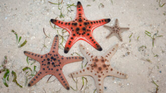 three starfish on the ocean floor