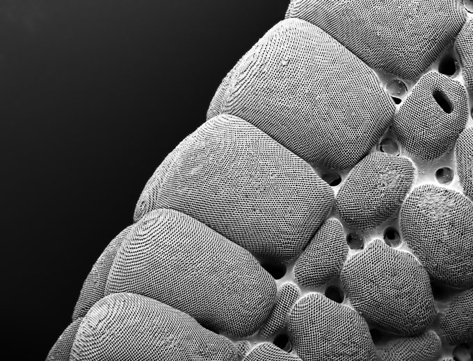 electron microscope image of part of a starfish skeleton with visible ossicles