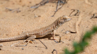 a Schmidt's fringe-fingered lizard crawling on sand