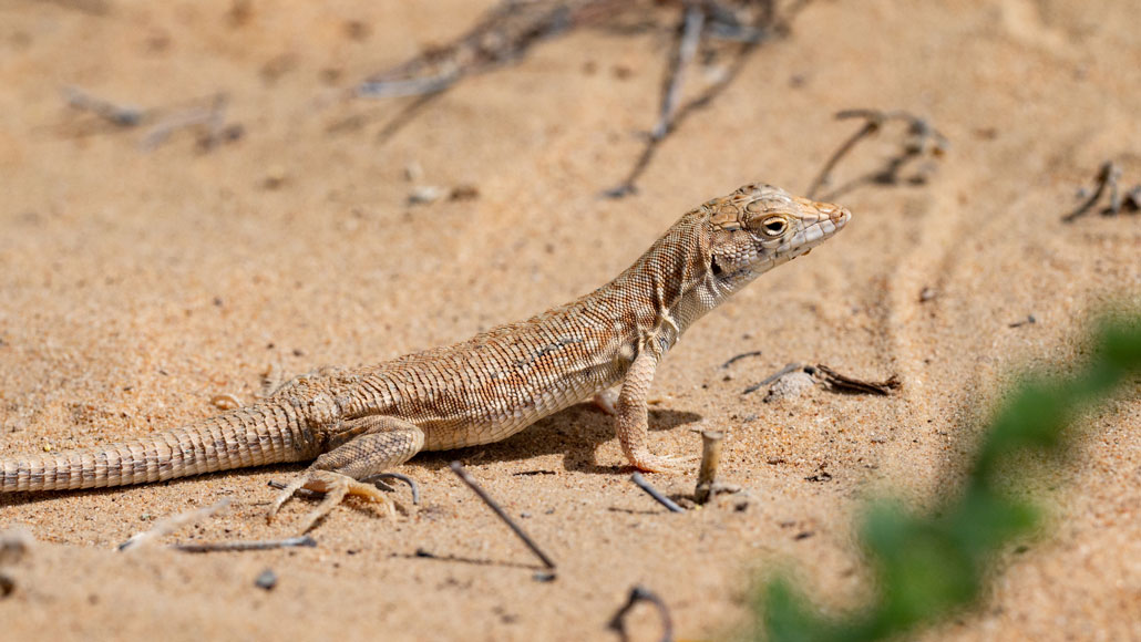 How lizards keep detachable tails from falling off