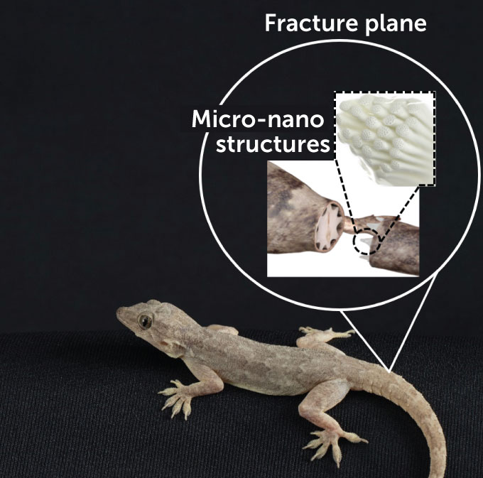 image of a lizard with close up diagram of the tail fracture plane and micro-nano structures within the tail