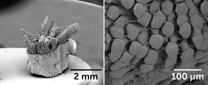 microscope images of lizard tail muscle bundles and nanopores