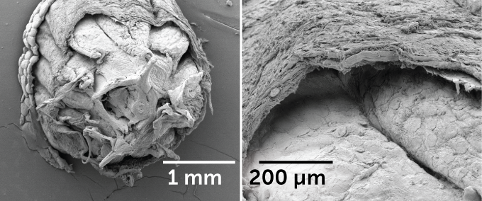 microscope image of a lizard tail segment and a close-up of socket walls