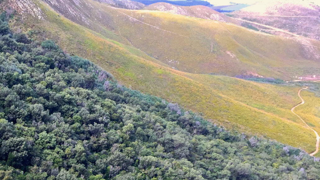 fynbos shrubland next to lush forest on a hillside in South Africa