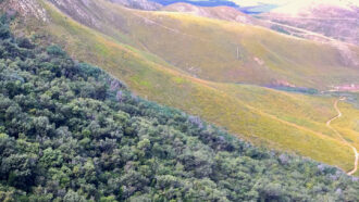 fynbos shrubland next to lush forest on a hillside in South Africa