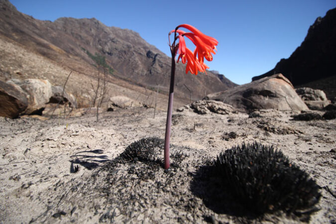 fire lily with red flowers