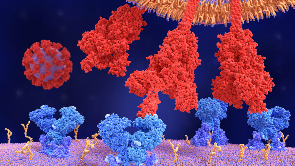 illustration of of coronavirus spike proteins grabbing onto the surface of cells