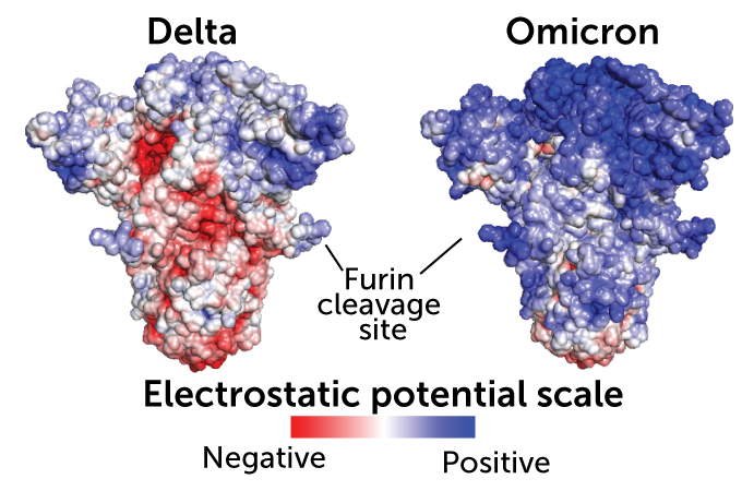 Side-by-side illustrations of the delta and omicron spike proteins with the furin cleavage site labeled in the center. Regions with negative electrostatic potential scale are shown in red and postive electrostatic potential scale are shown in blue. The omicron variant has more blue regions.