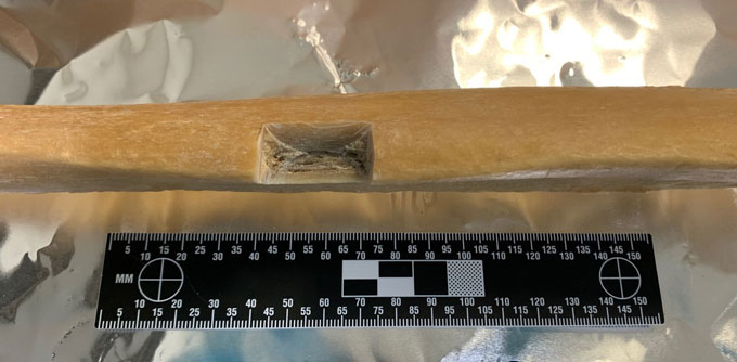 a shin bone with a rectangular chunk removed