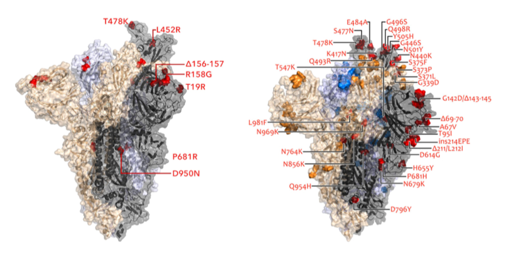 side-by-side diagrams of spike proteins from the omicron and delta variants showing mutations in red