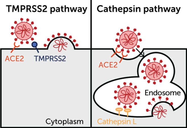 diagram showing the TMPRSS2 pathway and the Cathepsin pathway