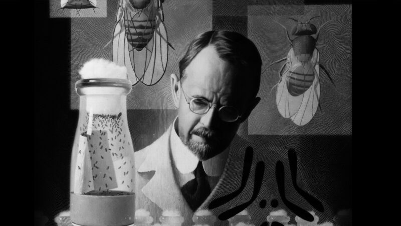 illustration of Thomas Hunt Morgan with images of fruit flies