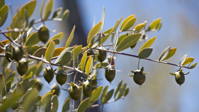 a photo of a jojoba shrub branch of with green acorn shaped seeds hanging off of it