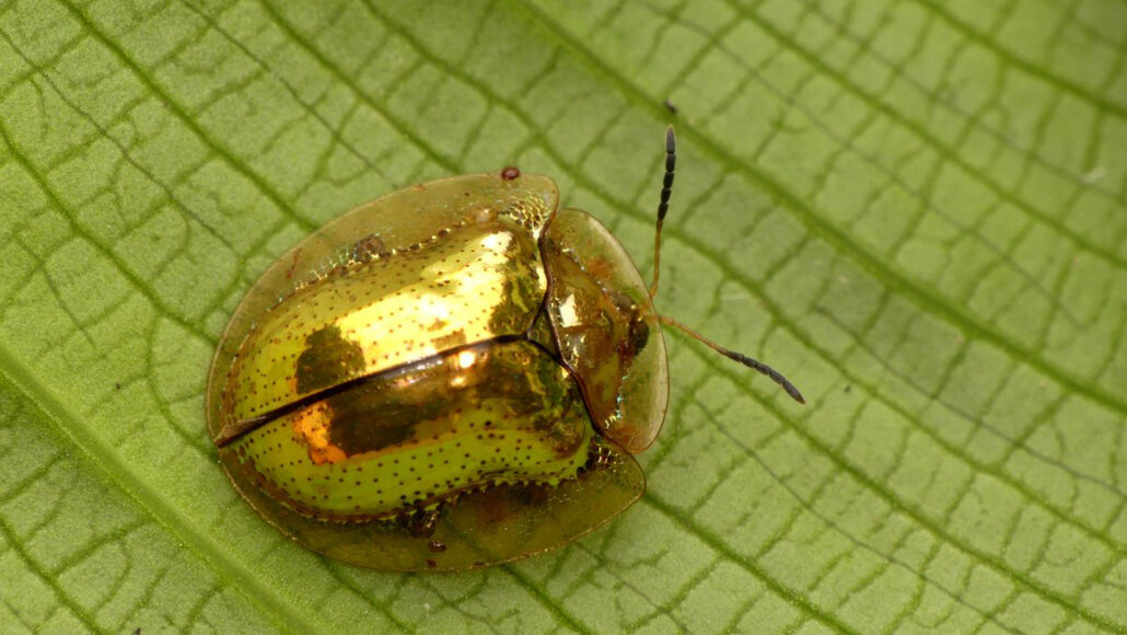 golden tortoise beetle on a leaf