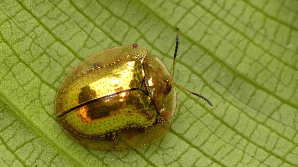 Mirror beetles' shiny bodies may not act as camouflage after all Mirror beetles' shiny bodies may not act as camouflage after all