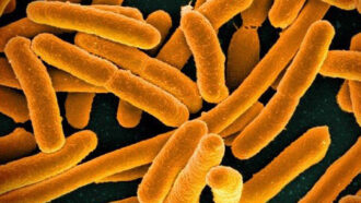 rod-shaped E. coli bacteria, colorized in orange