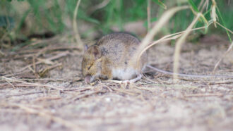 photo of a sleeping mouse in a field