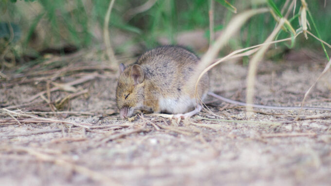 photo of a sleeping mouse in a field