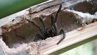 a tarantula poking its legs out of a hollowed-out bamboo stem