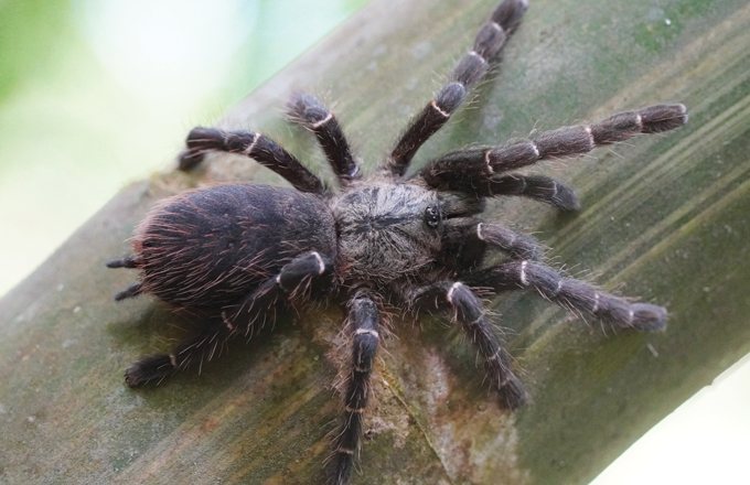 a tarantula on a bamboo cane