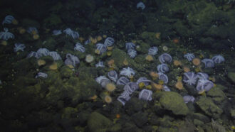 underwater photo of an octopus garden on the sea floor