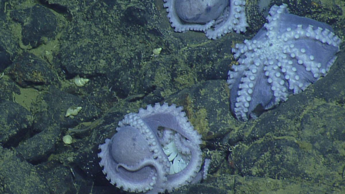 image of three purple octopuses on the sea floor where one animal's white egg broods are visible