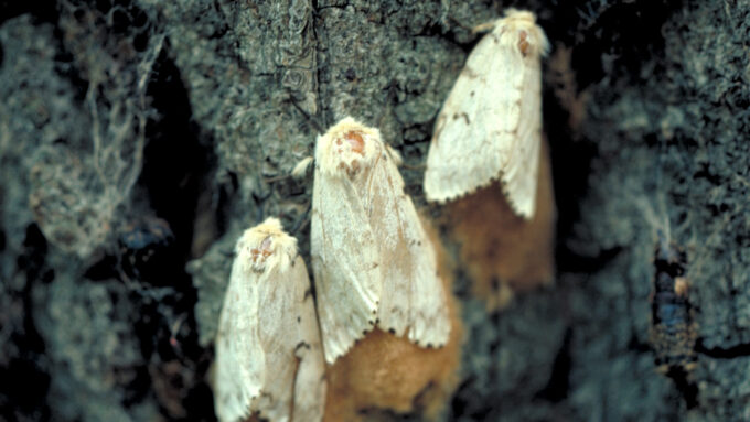photo of three spongy moths resting tree bark