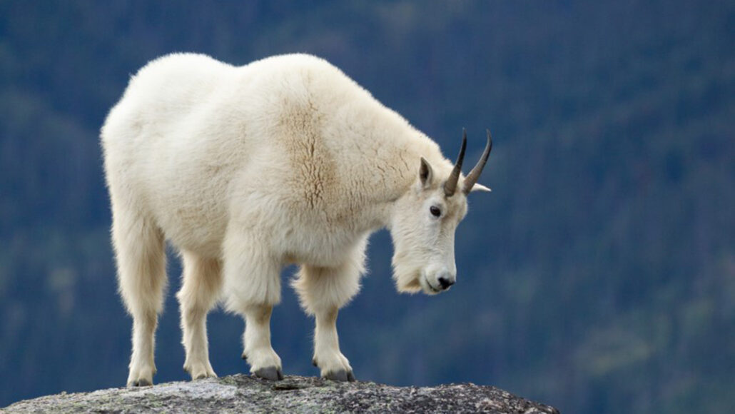 photo of a mountain goat standing on a rock