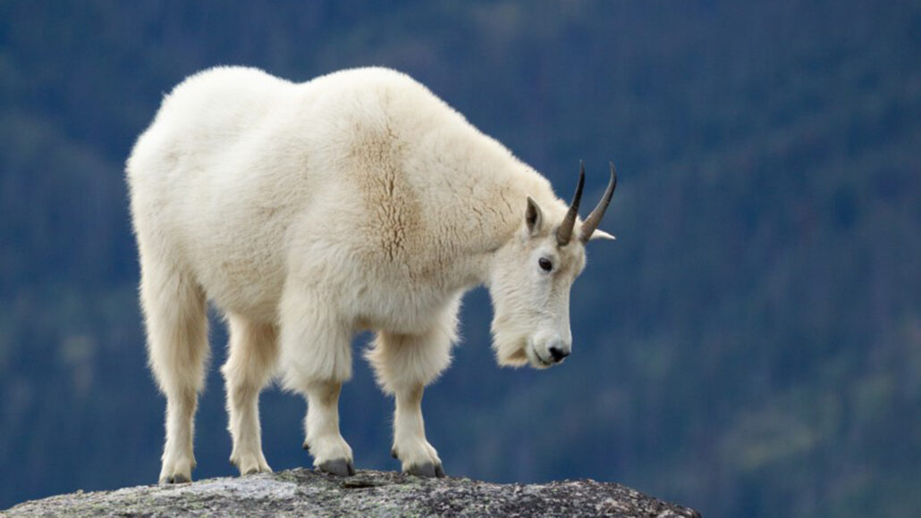 Mountain goats may be disappearing from some Indigenous land in Canada | Science News Mountain goats may be disappearing from some Indigenous land in Canada | Science News