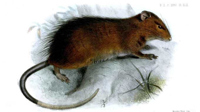 illustration of a brown Christmas Island rat with tufts of grass