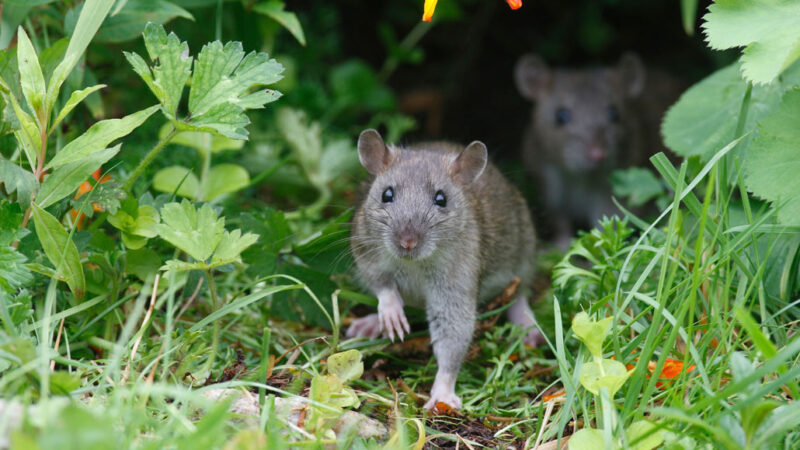 Foto von zwei norwegischen braunen Ratten mitten im Gras